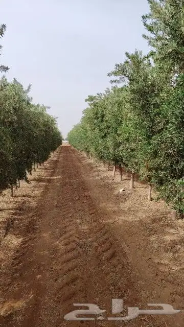 يوجد لدينا زيتون مثمر جميع الأحجام ويوجد وسط ويوجد شتلات كبي 4