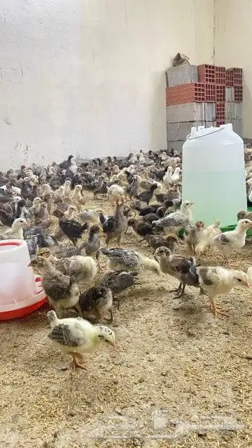 تم البيع 3