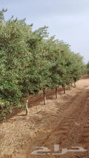 يوجد لدينا زيتون مثمر جميع الأحجام ويوجد وسط ويوجد شتلات كبي 6