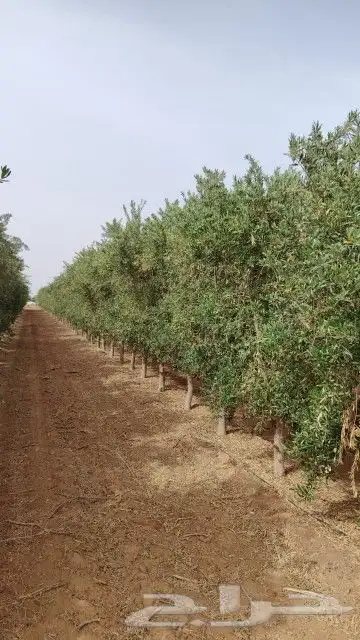 يوجد لدينا زيتون مثمر جميع الأحجام ويوجد وسط ويوجد شتلات كبي 1