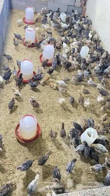 تم البيع 5