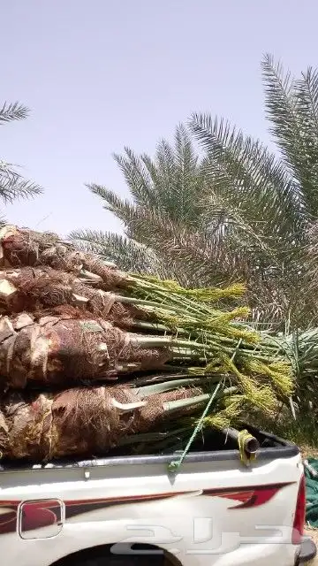 نخل للبيع سكري وخلاص ومشكلات 0