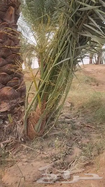 نخيل نقايل من نص متر إلى مترين وفروخ اخلاص باثمرته كميه كبي 9