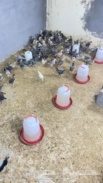 تم البيع 0