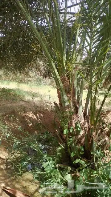 نخل للبيع سكري وخلاص ومشكلات 1