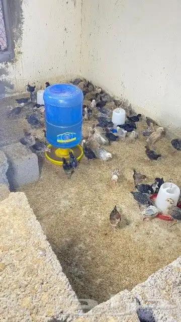 تم البيع 1