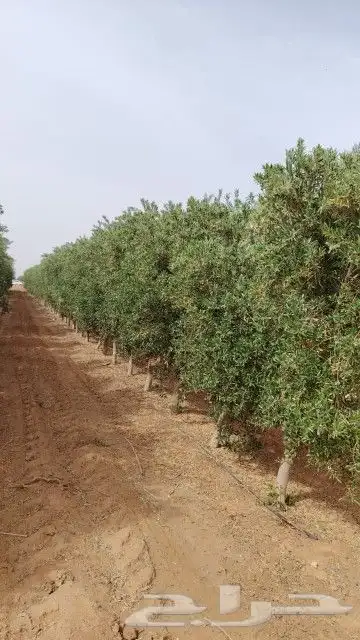 يوجد لدينا زيتون مثمر جميع الأحجام ويوجد وسط ويوجد شتلات كبي 0