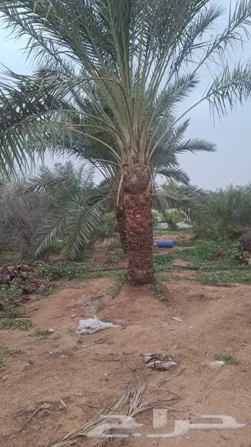 نخيل مثمر للبيع بجميع انواعها 1