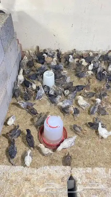 تم البيع 2