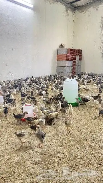تم البيع 6