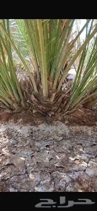 نخل للبيع 6