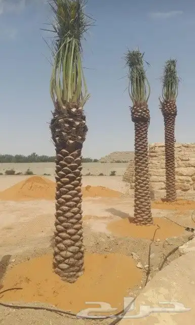 نخيل مثمر للبيع بجميع انواعها 0