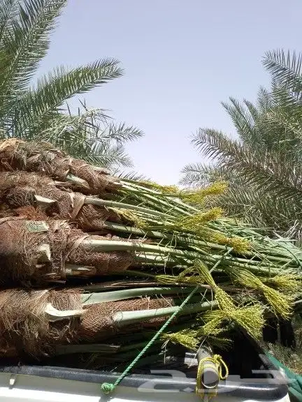 نخل للبيع سكري وخلاص ومشكلات 8