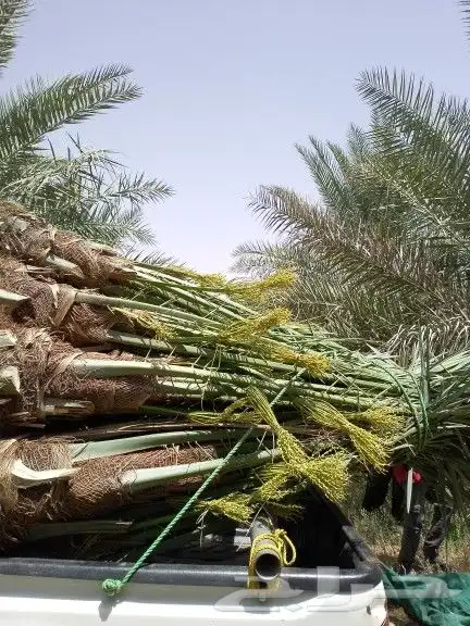 نخل للبيع سكري وخلاص ومشكلات 9