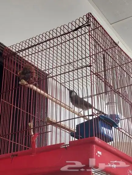 بلبل حساوي للبيع 1