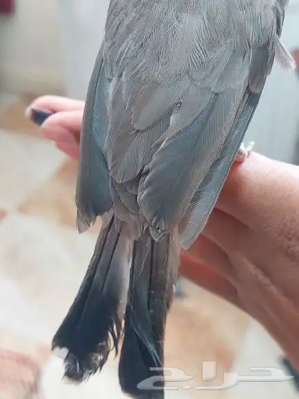 بلبل حساوي للبيع 6