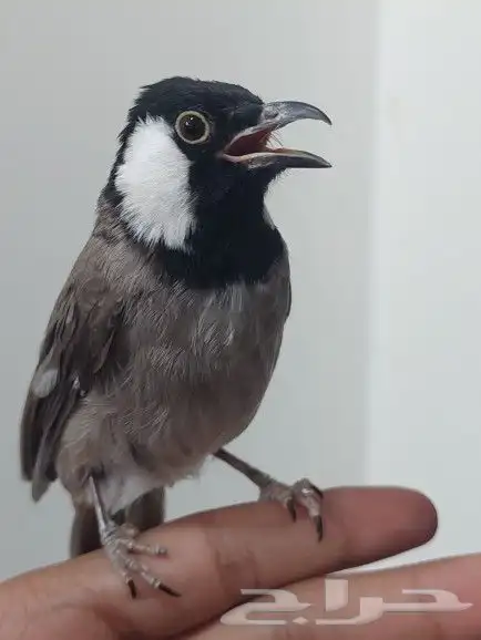 بلبل حساوي للبيع 4