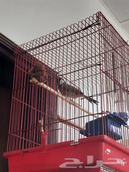 بلبل حساوي للبيع 0