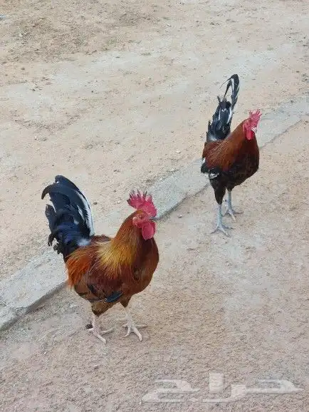 ديك عربي للبيع 1