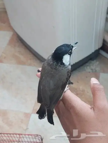 بلبل حساوي للبيع 7