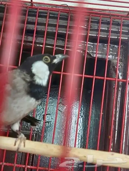 بلبل حساوي للبيع 2