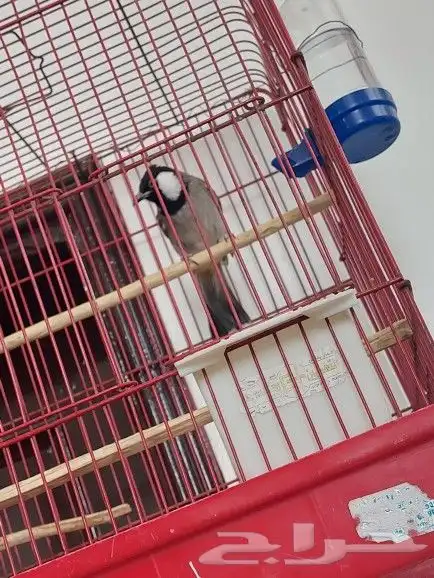 بلبل حساوي للبيع 3