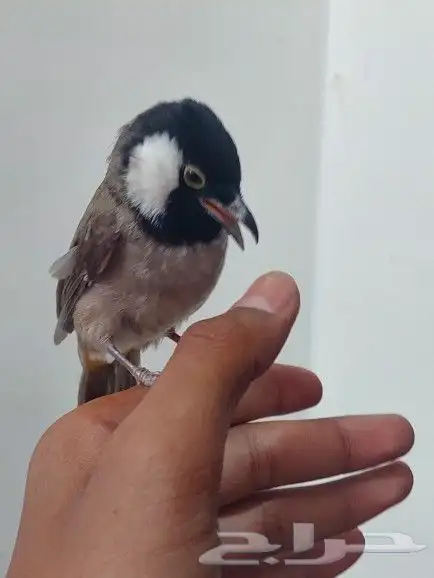 بلبل حساوي للبيع 5