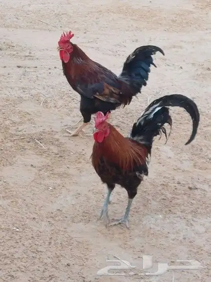 ديك عربي للبيع 0