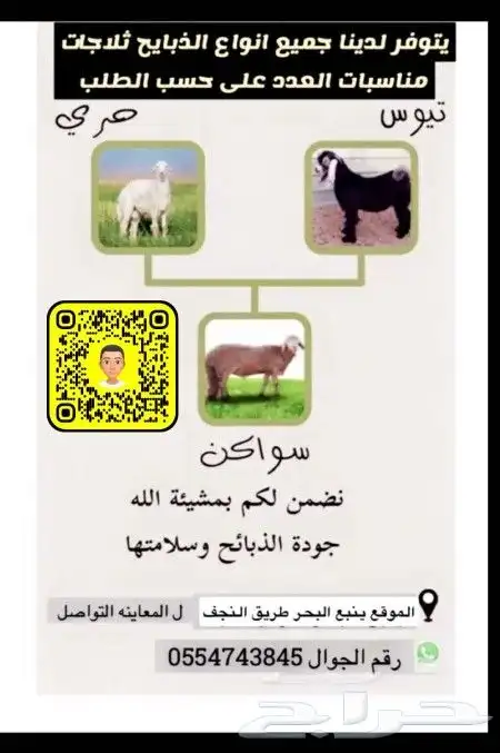 طليان حري نجدي سواكن 0