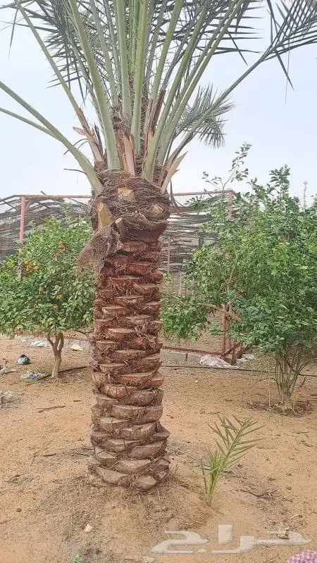 نخيل مثمر للبيع بجميع انواعها 2