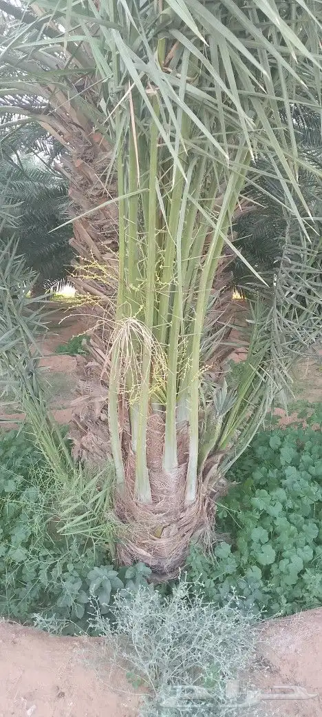 نخل للبيع 3