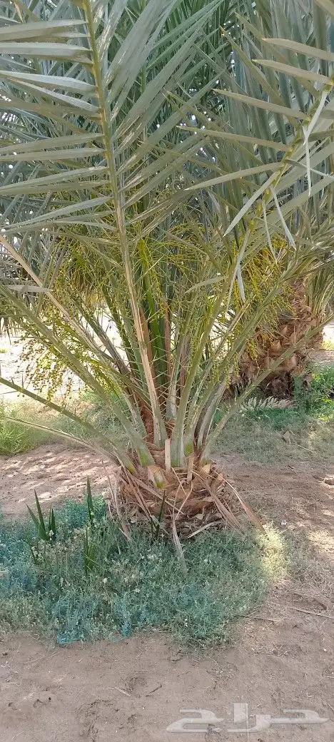 نخل للبيع 4