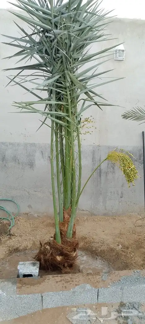 نخل للبيع 2