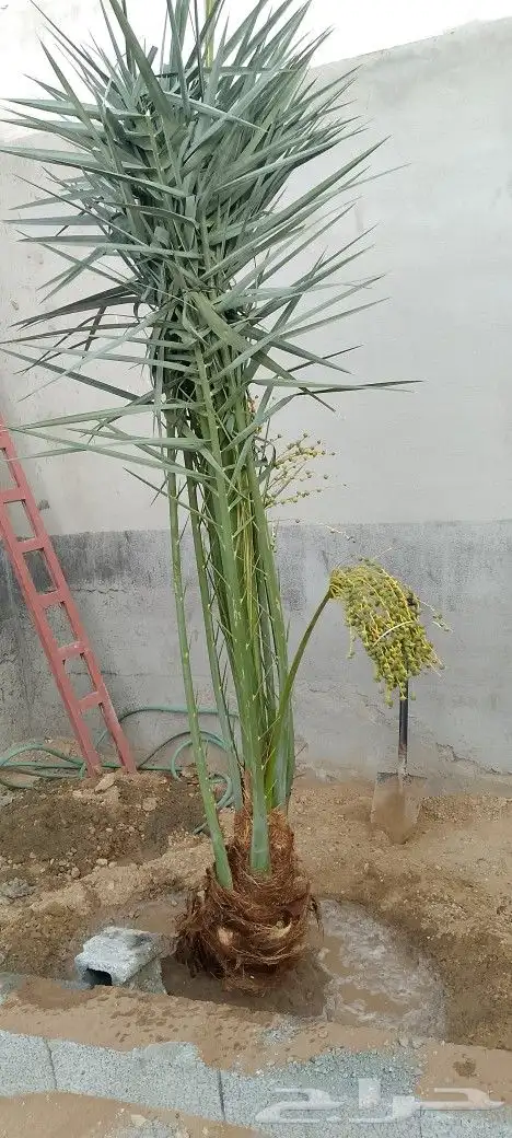 نخل للبيع 1