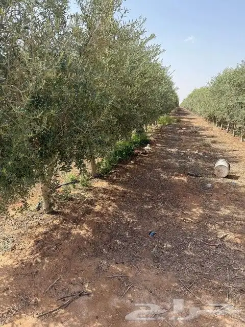 يوجد لدينا زيتون مثمر جميع الأحجام ويوجد وسط ويوجد شتلات كبي 7