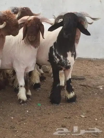 جدعان نعيمي صنف للبيع 3