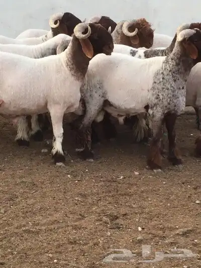 جدعان نعيمي صنف للبيع 8