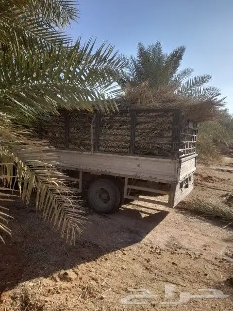 سعف نخل جديد أخضر للعرايش والمظلات والمظلات 0