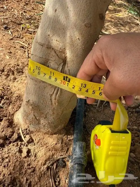 يوجد لدينا زيتون مثمر جميع الأحجام ويوجد وسط ويوجد شتلات كبي 8