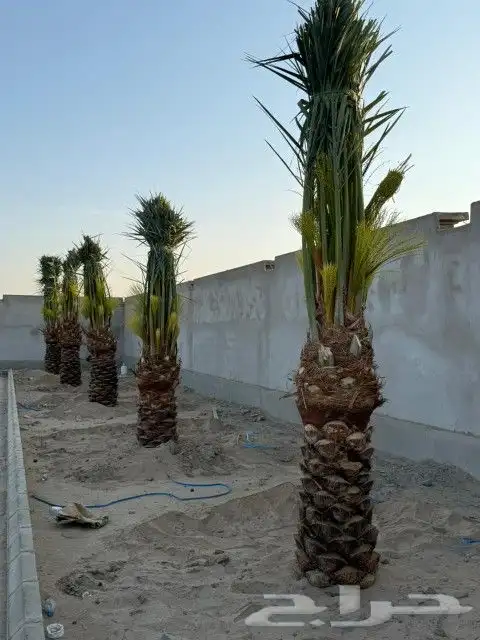 نخيل مثمر للبيع بجميع انواعها 5