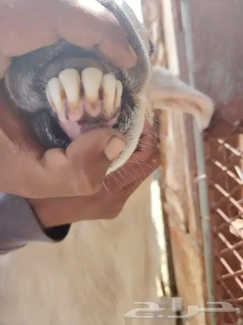 طلي فحل مشروط 5