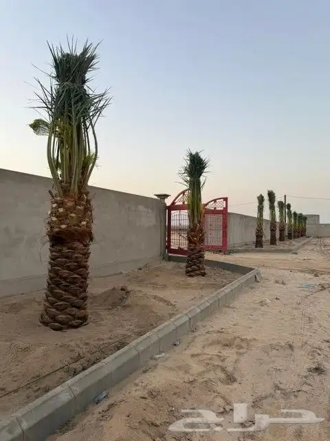 نخيل مثمر للبيع بجميع انواعها 7