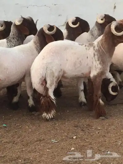 جدعان نعيمي صنف للبيع 2