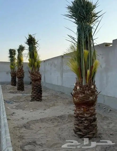 نخيل مثمر للبيع بجميع انواعها 6