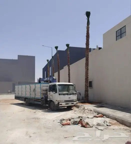 زراعه النخل 9