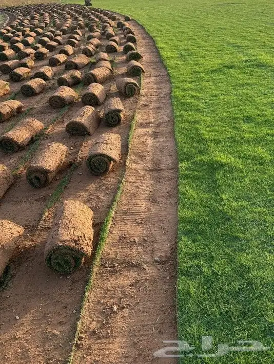 ثيل نجيل سي الفين درج اولي صافي نظيف و خالي من الاعشاب 4