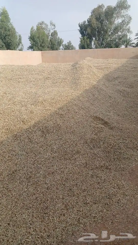 حب شعير مخلوط سايب 1