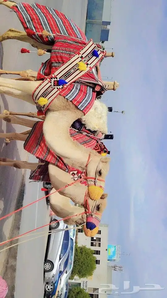 ايجار جمال رحايل وخيول وسياسي 2