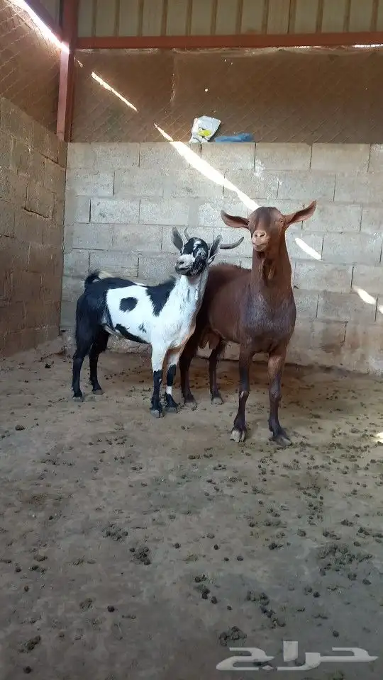تيس فحل أدهم كفو 2