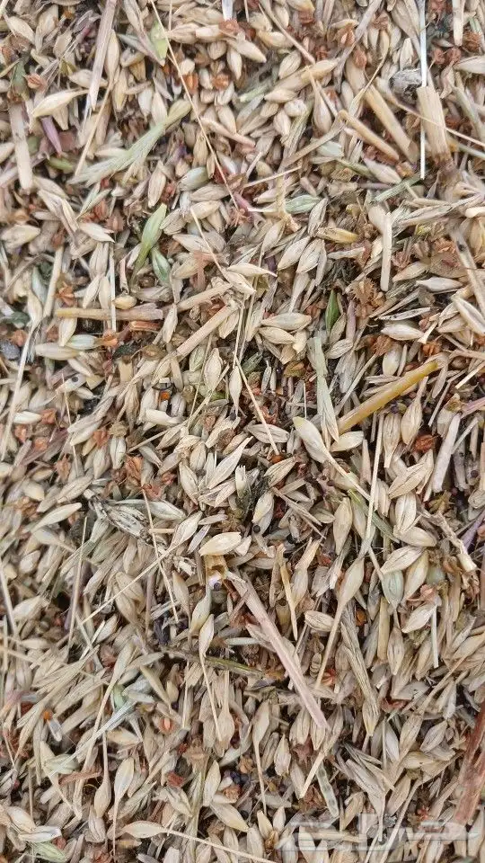 حب شعير مخلوط سايب 0